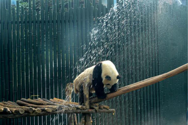 Большие панды  в Пекинском зоопарке