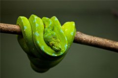 К чему снятся змеи во сне? Толкование сонника про змеи