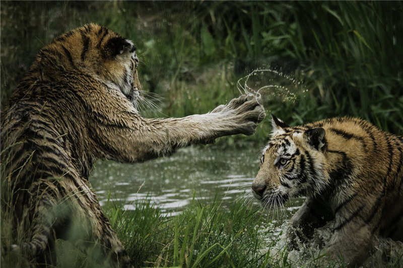 Идеальная пара для Тигра